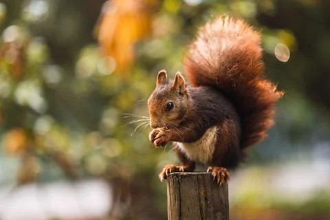 Red squirrel eating while sitting on a pole. Sciurus vulgaris. Campo Grande Stock Photos