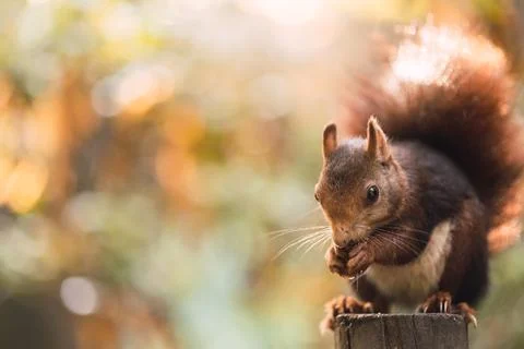 Red squirrel eating while sitting on a pole. Sciurus vulgaris. Campo Grande Stock Photos