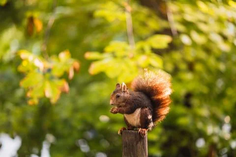 Red squirrel eating while sitting on a pole. Sciurus vulgaris. Campo Grande Stock Photos