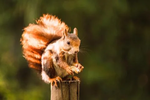Red squirrel eating while sitting on a pole. Sciurus vulgaris. Campo Grande Stock Photos