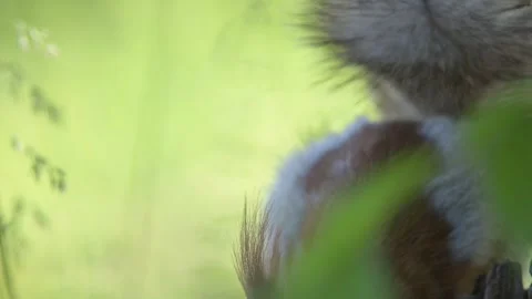 Red Squirrel eatingr in the wild. Close up. Animal on a green background. Stock-Footage 261601960