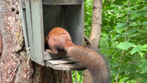 A red squirrel eats in a feeder on a pine tree in a summer forest. 4K footage Stock Footage 342907565