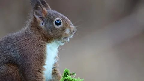 Red squirrel eats a nut and watches carefully as a jay gives a warning call Stock Footage 267740901