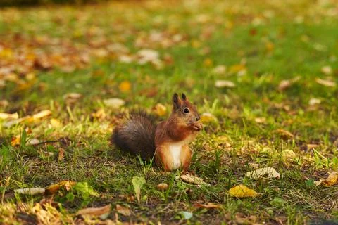 A red squirrel eats a nut in a clearing with fallen yellow leaves. beautiful Stock Photos