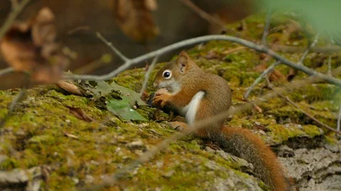 Red squirrel eats nut on mossy log Stock Footage 114679785