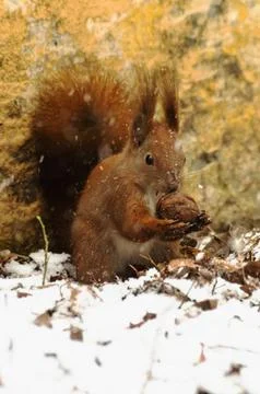A red squirrel eats a nut in the snow Stock Photos