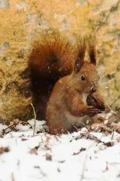 A red squirrel eats a nut in the snow Stock Photos
