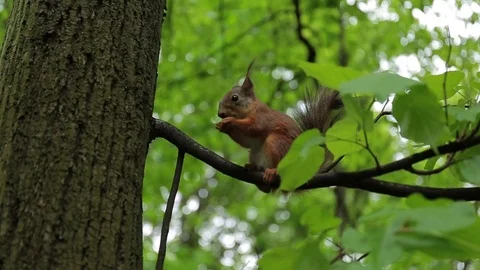 Red Squirrel Eats a Nut on tree. the Action in Real Time. Stock-Footage 76565874