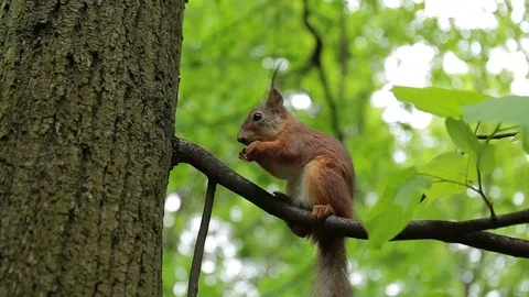 Red Squirrel Eats a Nut on tree. the Action in Real Time. Stock Footage 76568433