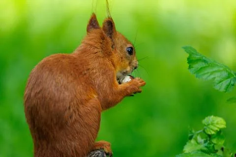 Red squirrel eats nut on a tree branch Stock Photos