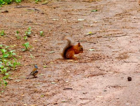 Red squirrel eats nuts, with a finch next to it Stock Photos