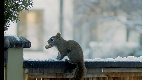 Red squirrel eats a peanut while sitting on a fence, slomo, 4k Video stock 166543540