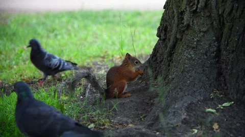 Red squirrel eats seed Stock Footage 247455398