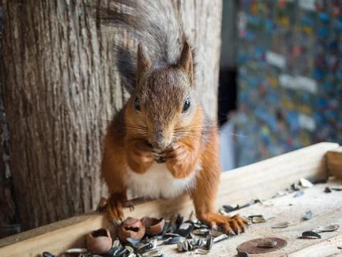Red squirrel eats seeds and nuts. Park Arboretum. Photos
