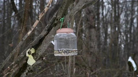Red squirrel eats seeds from bird feeder Stock Footage 233524172