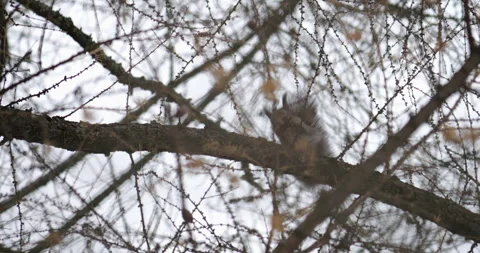 Red squirrel eats seeds from larch cone high in tree. Animal actively turns cone Stock Footage 317551437