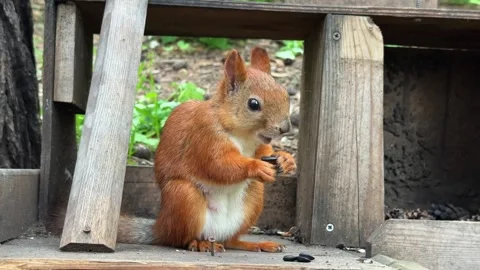 A red squirrel eats seeds while sitting in a wooden feeder in a summer forest Stock Footage 340958332