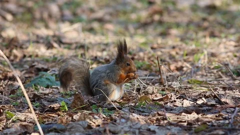 Red squirrel eats something while sitting on the ground Stock-Footage 75557455