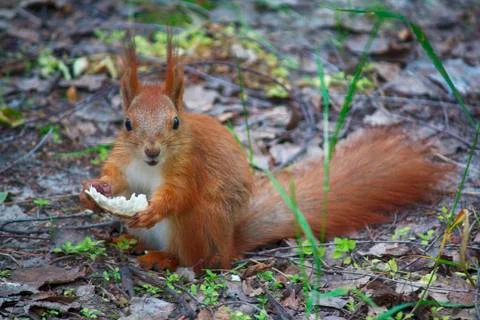 Red squirrel eats a treat in the park. Animals Stock Photos