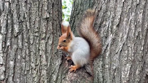 Red squirrel eats on a tree. Stock Footage 320624505