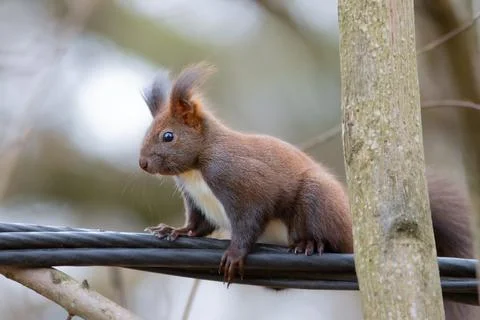 Red squirrel on electric cable Stock Photos
