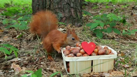 Red squirrel enjoying nuts from heart-decorated wooden basket in garden Stock Footage 314265076