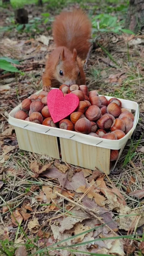 Red squirrel enjoying nuts from wicker basket with pink heart decoration Stock Footage 314059969