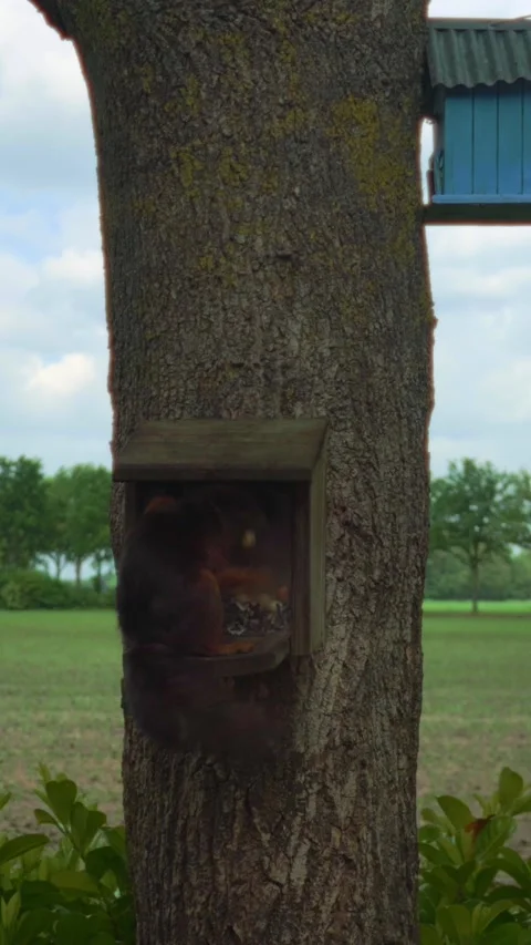 Red squirrel enjoys nuts from a wooden feeder on a tree trunk in Amsterdam Stock Footage 333404292