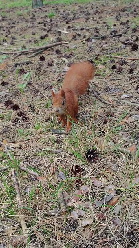 Red squirrel exploring and investigating forest floor environment Stock Footage 315703446