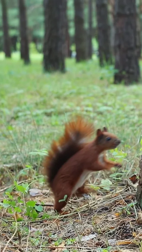 Red squirrel exploring black feeder container in natural forest environment Stock Footage 314267221