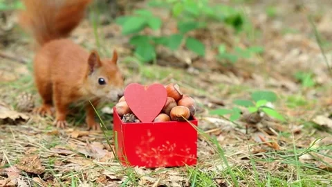Red squirrel exploring bright red gift box in natural forest setting Stock Footage 314265387