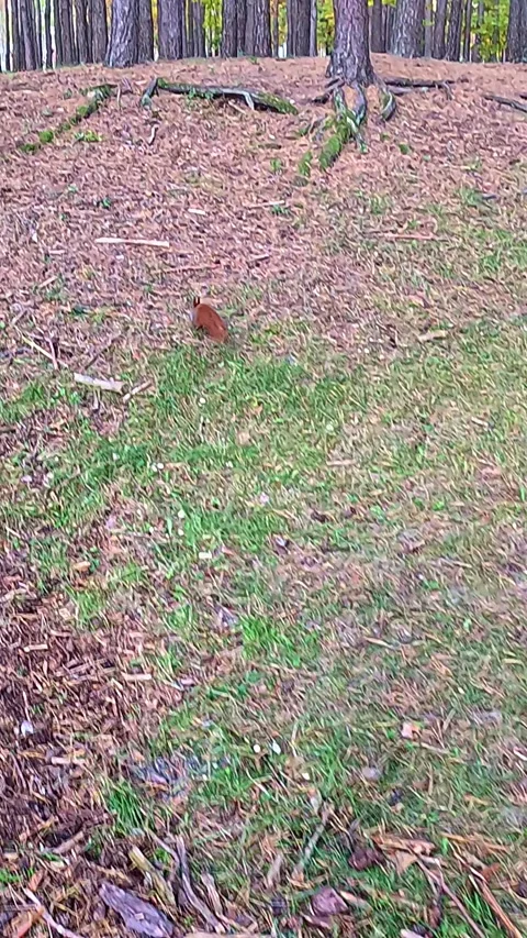 Red squirrel exploring forest clearing in autumn Stock Footage 321410897