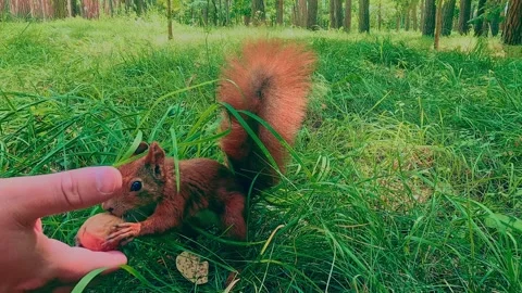 Red squirrel exploring forest grass searching for food Stock Footage 318680128