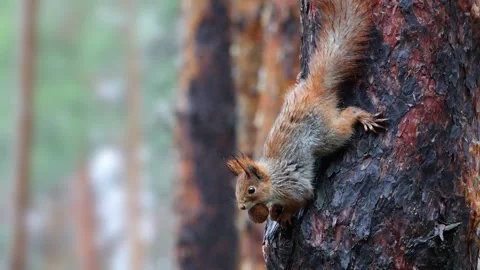 Red Squirrel Exploring A Garden Setting Stock Footage 337572507