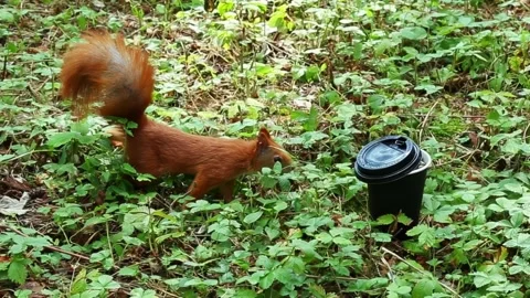 Red squirrel exploring photographer equipment and nuts on forest stump Stock Footage 314137609