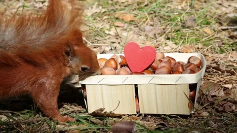 Red squirrel exploring Valentine themed nut box with heart decoration Stock Footage 314313286
