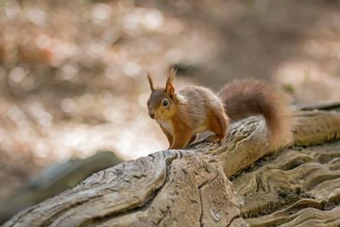 Red Squirrel on fallen tree on Brownsea Island. Stock Photos