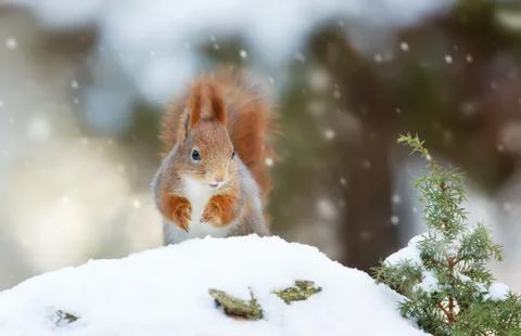 Red squirrel in the falling snow Stock Photos