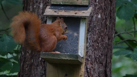 Red squirrel at feeder in conservation area Anglesey Stock Footage 108066830