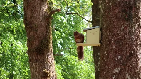 Red Squirrel at feeder Stock Footage 309036184
