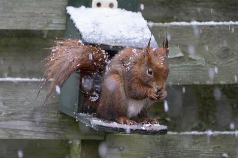 Red squirrel on feeder in snow Stock Photos