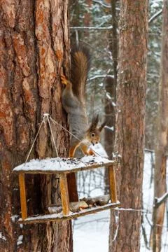 Red squirrel on the feeder in the winter forest Stock Photos