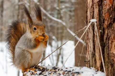 Red squirrel on the feeder in the winter forest Stock Photos