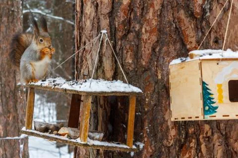 Red squirrel on the feeder in the winter forest Stock Photos