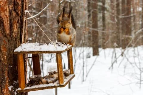 Red squirrel on the feeder in the winter forest Stock Photos