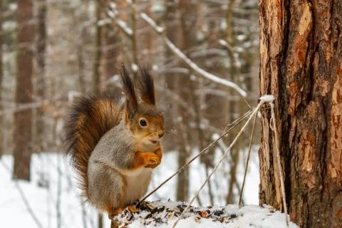 Red squirrel on the feeder in the winter forest Stock Photos