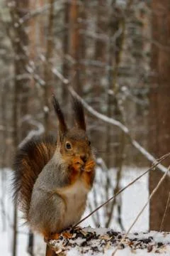 Red squirrel on the feeder in the winter forest Stock Photos