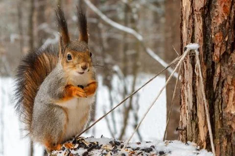Red squirrel on the feeder in the winter forest. Stock Photos