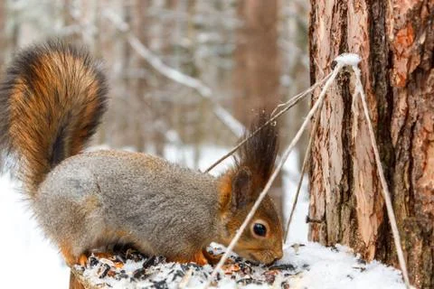 Red squirrel on the feeder in the winter forest. Stock Photos