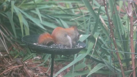 Red squirrel feeding and looking alert on backyard bird feeder Stock Footage 330033504